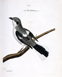 Carta zoologica (ornitologia): averla grigia (averla grigia o lanius excubitor) su un ramo. Illustrazione in “La storia degli uccelli, dipinti nei loro aspetti apparenti e sensibili” di Francois Nicolas Martinet (1731-1800). Collezione privata