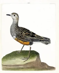 Carta zoologica (ornitologia): piviere guignard (piviere guignard o eudromias morinellus). Illustrazione in “La storia degli uccelli, dipinti nei loro aspetti apparenti e sensibili” di Francois Nicolas Martinet (1731-1800). Collezione privata