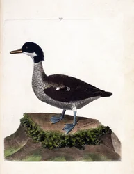 Carta zoologica (ornitologia): alzavola di Giava (alzavola grigia o anas gibberifrons). Illustrazione in “La storia degli uccelli, dipinti nei loro aspetti apparenti e sensibili” di Francois Nicolas Martinet (1731-1800). Collezione privata