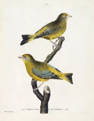 Carta zoologica (ornitologia): verdone maschio e femmina (verdone europeo o carduelis chloris) su un ramo. Illustrazione in “La storia degli uccelli, dipinti nei loro aspetti apparenti e sensibili” di Francois Nicolas Martinet (1731-1800). Collezione priva