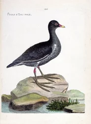 Il porciglione maschio (gallinula chloropus). Illustrazione in "La storia degli uccelli, dipinti nei loro aspetti apparenti e sensibili" di Francois Nicolas Martinet (1731-1800). Collezione privata