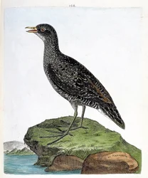 Marouette (porzana porzana). Illustrazione in "La storia degli uccelli, dipinti nei loro aspetti apparenti e sensibili" di Francois Nicolas Martinet (1731-1800). Collezione privata.