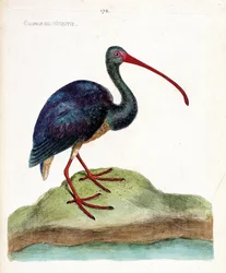 Carta zoologica (ornitologia): ibis falcinelle (plegadis falcinellus). Illustrazione in "The History of the Birds" di Francois Nicolas Martinet (1731-1800). Collezione privata.