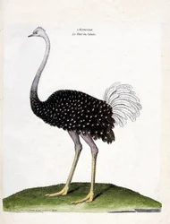 Carta zoologica (ornitologia): struzzo (struthio camelus). Illustrazione in “La storia degli uccelli, dipinti nei loro aspetti apparenti e sensibili” di Francois Nicolas Martinet (1731-1800). Collezione privata