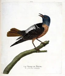 Carta zoologica (ornitologia): merlo di roccia (merlo di roccia o monticola saxatilis). Illustrazione in “La storia degli uccelli, dipinti nei loro aspetti apparenti e sensibili” di Francois Nicolas Martinet (1731-1800). Collezione privata