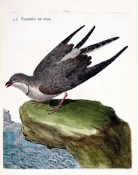 La pernice di mare (glareola pratincola). Illustrazione in "La storia degli uccelli, dipinti nei loro aspetti apparenti e sensibili" di Francois Nicolas Martinet (1731-1800). Collezione privata