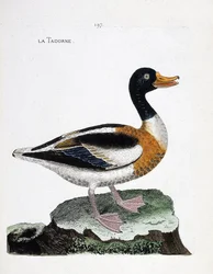 Tavola zoologica (ornitologia): volpoca (tadorna tadorna). Illustrazione in "La Storia degli Uccelli, Dipinti nei Loro Aspetti Apparenti e Sensibili" di Francois Nicolas Martinet (1731-1800). Collezione privata