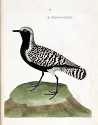 Carta zoologica (ornitologia): il piviere argentato (pluvialis squatarola). Illustrazione in "The History of the Birds" di Francois Nicolas Martinet (1731-1800). Collezione privata.