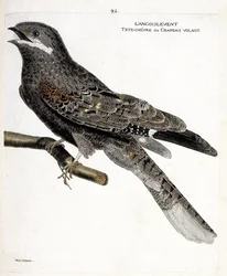 Carta zoologica (ornitologia): il succiacapre europeo (caprimulgus europaeus) su un ramo. Illustrazione in “La storia degli uccelli, dipinti nei loro aspetti apparenti e sensibili” di Francois Nicolas Martinet (1731-1800). Collezione privata