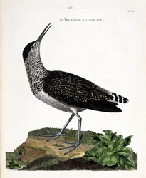 Il piro piro culbianco (tringa ochropus). Illustrazione in "La storia degli uccelli, dipinti nei loro aspetti apparenti e sensibili" di Francois Nicolas Martinet (1731-1800). Collezione privata