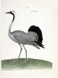 Carta zoologica (ornitologia): la gru (gru cenerina o grus grus). Illustrazione in “La storia degli uccelli, dipinti nei loro aspetti apparenti e sensibili” di Francois Nicolas Martinet (1731-1800). Collezione privata