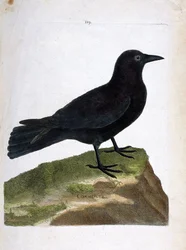 Tavola zoologica (ornitologia): la cornacchia nera (Corvus corone). Illustrazione nella “Storia degli uccelli, dipinti nei loro aspetti apparenti e sensibili” di François Nicolas Martinet (1731-1800). Collezione privata.