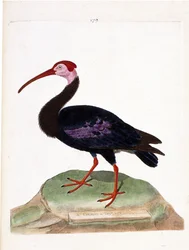 Chiurlo del Capo di Buona Speranza (geronticus calvus). Illustrazione in "La storia degli uccelli, dipinti nei loro aspetti apparenti e sensibili" di Francois Nicolas Martinet (1731-1800). Collezione privata.
