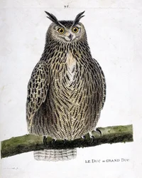 Tavola zoologica (ornitologia): il duca o gran duca (gran duca o bubo bubo) su un ramo. Illustrazione in "La storia degli uccelli, dipinti nei loro aspetti apparenti e sensibili" di François Nicolas Martinet (1731-1800). Collezione privata