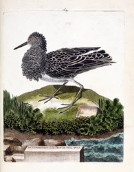 Tavola zoologica (ornitologia): il combattente o il pavone marino maschio (combattente variabile o philomachus pugnax). Illustrazione in "La Storia degli Uccelli, Dipinti nei Loro Aspetti Apparenti e Sensibili" di Francois Nicolas Martinet (1731-1800). Col