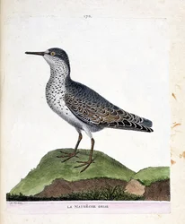 Carta zoologica (ornitologia): il piovanello violetto (calidris maritima). Illustrazione in “La storia degli uccelli, dipinti nei loro aspetti apparenti e sensibili” di Francois Nicolas Martinet (1731-1800). Collezione privata