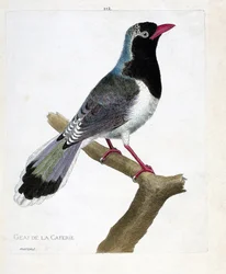 Tavola zoologica (ornitologia): la ghiandaia del caffè (pirolla dal becco rosso o urocissa erythrorhyncha). Illustrazione in "La Storia degli Uccelli, Dipinti nei Loro Aspetti Apparenti e Sensibili" di Francois Nicolas Martinet (1731-1800). Collezione priv