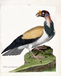 Carta zoologica (ornitologia): il re degli avvoltoi (sarcoramph re o sarcoramphus papa). Illustrazione in “La storia degli uccelli, dipinti nei loro aspetti apparenti e sensibili” di Francois Nicolas Martinet (1731-1800). Collezione privata
