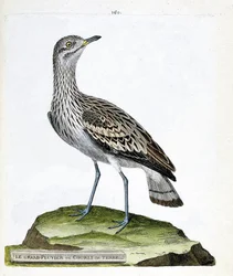Carta zoologica (ornitologia): il grande piviere o corvo (oedicneme criard o burhinus oedicnemus). Illustrazione in “La storia degli uccelli, dipinti nei loro aspetti apparenti e sensibili” di Francois Nicolas Martinet (1731-1800). Collezione privata