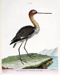 Tavola zoologica (ornitologia): la pittima reale (pittima dalla coda nera o Limosa limosa). Illustrazione in «La storia degli uccelli, dipinti nei loro aspetti visibili e sensibili» di François-Nicolas Martinet (1731-1800). Collezione privata.