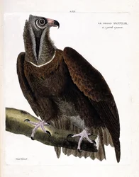 Tavola zoologica (ornitologia): il grande avvoltoio (avvoltoio monaco o Aegypius monachus) su un ramo. Illustrazione in “La storia degli uccelli, dipinti nei loro aspetti visibili e sensibili” di François Nicolas Martinet (1731-1800). Collezione privata.