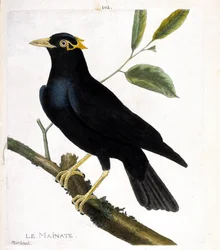 Tavola zoologica (ornitologia): il mainate (mainate religioso o gracula religiosa) su un ramo. Illustrazione in "La storia degli uccelli, dipinti nei loro aspetti apparenti e sensibili" di François Nicolas Martinet (1731-1800). Collezione privata