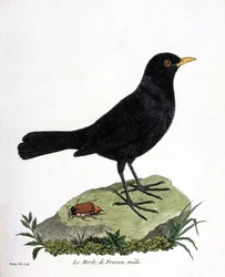 Tavola zoologica (ornitologia): il merlo maschio (merlo nero o Turdus merula). Illustrazione in “La storia degli uccelli, dipinti nei loro aspetti apparenti e sensibili” di François Nicolas Martinet (1731-1800). Collezione privata.