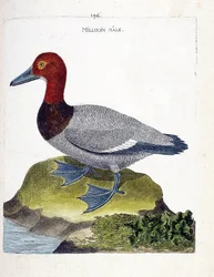 Millouin maschio (aythia ferina). Illustrazione in "La storia degli uccelli, dipinti nei loro aspetti apparenti e sensibili" di Francois Nicolas Martinet (1731-1800). Collezione privata.