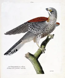 Il gheppio maschio (falco tinnunculus) su un ramo. Illustrazione in "La storia degli uccelli, dipinti nei loro aspetti apparenti e sensibili" di Francois Nicolas Martinet (1731-1800). Collezione privata