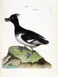 Tavola zoologica (ornitologia): moriglione (Aythia fuligula). Illustrazione in "La Storia degli Uccelli, Dipinti nei Loro Aspetti Apparenti e Sensibili" di Francois Nicolas Martinet (1731-1800). Collezione privata