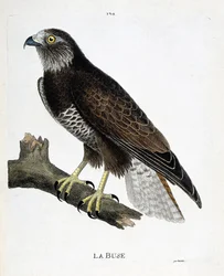 La poiana (buteo buteo) su un ramo. Illustrazione in "La storia degli uccelli, dipinti nei loro aspetti apparenti e sensibili" di Francois Nicolas Martinet (1731-1800). Collezione privata