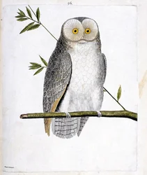 Tavola zoologica (ornitologia): il gufo (Barbagianni o Tyto Alba) su un ramo. Illustrazione in "La storia degli uccelli, dipinti nei loro aspetti apparenti e sensibili" di François Nicolas Martinet (1731-1800). Collezione privata