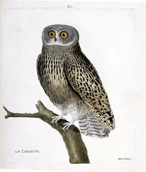 Gufo su un ramo (hulotte o strix aluco). Illustrazione in "La storia degli uccelli, dipinti nei loro aspetti apparenti e sensibili" di Francois Nicolas Martinet (1731-1800). Collezione privata.