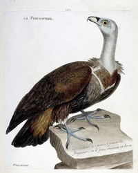 Percnoptere (gyps fulvus). Illustrazione in "La storia degli uccelli, dipinti nei loro aspetti apparenti e sensibili" di Francois Nicolas Martinet (1731-1800). Collezione privata.