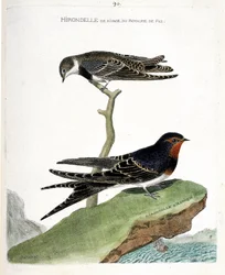 Tavola zoologica (ornitologia): la rondine di riva del regno di Fez (Riparia riparia) su un ramo e la rondine africana (rondine rustica o Hirundo rustica). Illustrazione in "La Storia degli Uccelli, Dipinti nei Loro Aspetti Apparenti e Sensibili" di Franco