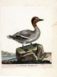 Alzavola (anas crecca). Illustrazione in "La storia degli uccelli, dipinti nei loro aspetti apparenti e sensibili" di Francois Nicolas Martinet (1731-1800). Collezione privata.