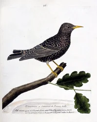 Carta zoologica (ornitologia): lo storno o sansonet (storno o sturnus vulgaris) su un ramo. Illustrazione in “La storia degli uccelli, dipinti nei loro aspetti apparenti e sensibili” di Francois Nicolas Martinet (1731-1800). Collezione privata