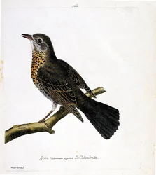 Tordo calandrotte su un ramo. Illustrazione in "La storia degli uccelli, dipinti nei loro aspetti apparenti e sensibili" di Francois Nicolas Martinet (1731-1800). Collezione privata.
