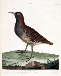Tavola zoologica (ornitologia): il rallo acquatico (rallus aquaticus). Illustrazione in "La Storia degli Uccelli, Dipinti nei Loro Aspetti Apparenti e Sensibili" di Francois Nicolas Martinet (1731-1800). Collezione privata
