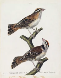 Carta zoologica (ornitologia): il passero del legno o il sollievo (passero di Hudson o spizea arborea) e la sua femmina (passero sollevato o petronia petronia). Illustrazione in “La storia degli uccelli, dipinti nei loro aspetti apparenti e sensibili” di F