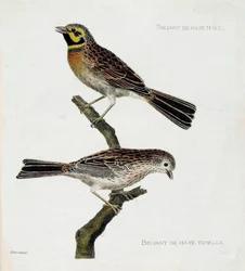 Tavola zoologica (ornitologia): dall