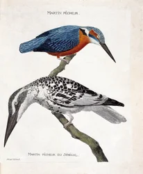 Tavola zoologica (ornitologia): dall