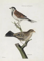 Tavola zoologica (ornitologia): dall