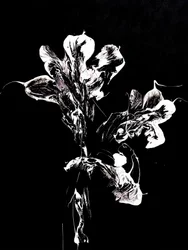Fiori scuri e fluidi