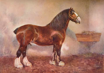 Stallone Clydedale Principe di Albion, c1900-c1910