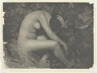 La cicala