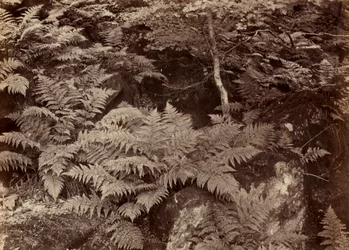 Senza Titolo (Studio di Felci)