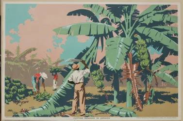 Raccolta di banane in Giamaica