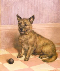 In attesa di giocare, un Cairn terrier con una palla