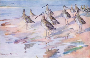 Chiurli a Blakeney Point